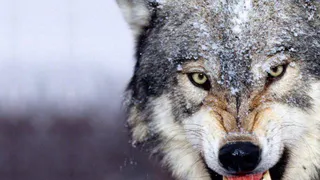 На сыктывкарских дачах волк разорвал лайку