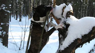 В РК хотят ужесточить ответственность для владельцев за самовыгул питомцев