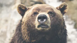 В одном из городов Коми из-за медведя ввели режим повышенной готовности