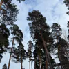 В Пензенской области установили около 700 шлагбаумов для защиты лесов от пожаров