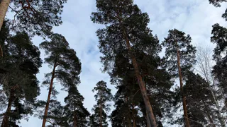В Пензенской области установили около 700 шлагбаумов для защиты лесов от пожаров