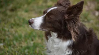 Специалисты рассказали о порядке действий после нападения собаки