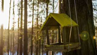 Наказывать будут очень строго: 2 растения на даче, за которые точно оштрафуют