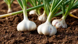 С 27 мая до 5 июня чесноку — обязательно: разводим 20 гр. в воде — и головки вырастут размером с кулак, ядреными и здоровыми