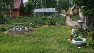 Морковь немедленно пойдёт в рост: в июле полейте грядку этим раствором — первый шаг к хорошему урожаю