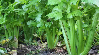 Читатель: «Неужели в Нижнекамском районе нельзя выращивать сельдерей?»