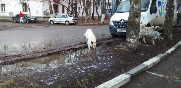 В Рязани стая собак напала на девочку: в горадминистрации прокомментировали ситуацию