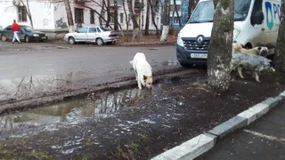 В Рязани стая собак напала на девочку: в горадминистрации прокомментировали ситуацию 