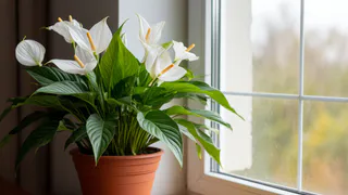 Спатифиллум цветет почти весь год. Удобряю его только этими 2 средствами - выбрала лучший из массы народных и покупных вариантов