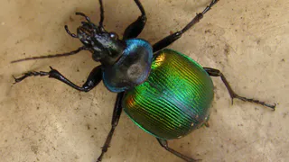 Под Солотчей нашли эффективного врага непарного шелкопряда