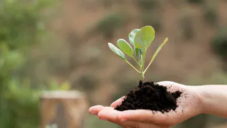 Во Владимире множество семей посадили деревья на улице Мира