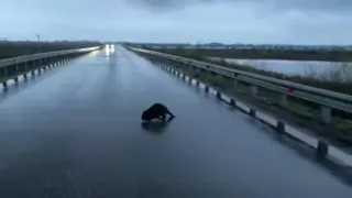 Милота: под Рязанью сняли на видео бобра