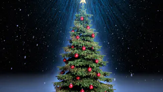 Брянцев попросили помочь найти елку