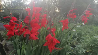 Пришла осень — пора выкапывать гладиолусы: вот как правильно сохранить их луковицы