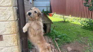 Хитрый трюк заставит собаку слушаться беспрекословно: и дело не в строгости, а в смекалке