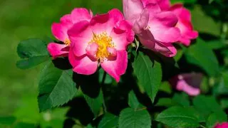 Симеон Столпник: чего нельзя делать 6 июня