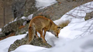 В Рязанской области ввели выплату охотникам за добычу птицы
