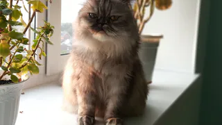 Кот спасен, обидчик наказан: суд оштрафовал челябинца за издевательства над животным