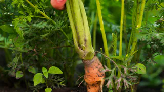 Теперь морковка всегда всходит рано: дедушка нашептал, как сделать урожай в 3 раза больше