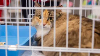 В Коми пройдет фестиваль, чтобы помочь найти новый дом кошкам из приюта