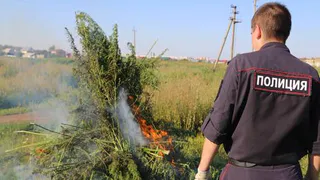 Операция "Мак": в Нижнекамском районе полицейскими было уничтожено более 1000 кустов конопли