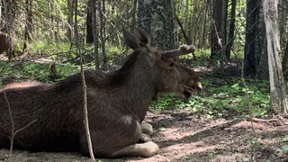 Жителя Коми обязали выплатить 80 тысяч за погибшую лосиху