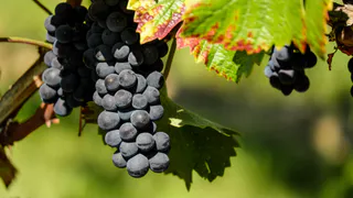 Жителям Коми рассказали, какая смородина наиболее полезна