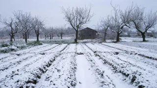 3 крупы из магазина заменяют мне тонну навоза. Рассыпаю зимой по снегу, весной удобрения не покупаю