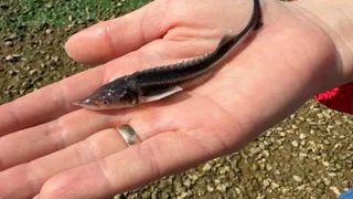 В Чувашии в Волгу выпустили более шести тысяч мальков краснокнижной стерляди