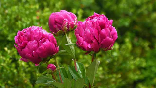 При появлении красных ростков пионов: замачиваем в воде – и цветов как звезд на небе
