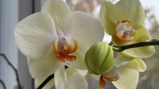 Цветы вянут и чахнут на глазах: 5 причин, почему комнатные растения не приживаются в вашем доме