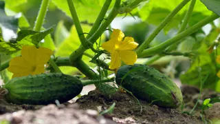 Не сорт, а сказка: этот раннеспелый огурец энергично вяжет плоды даже в Сибири— посадили и растёт