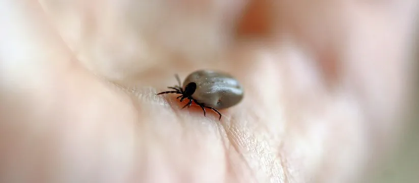 Клещи боятся этого средства, как огня: достаточно нескольких капель