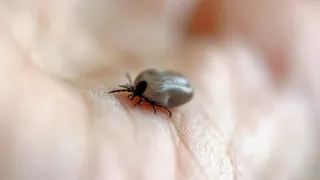 Клещи боятся этого средства, как огня: достаточно нескольких капель