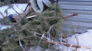 Рязанцев призывают сдавать новогодние елки на переработку