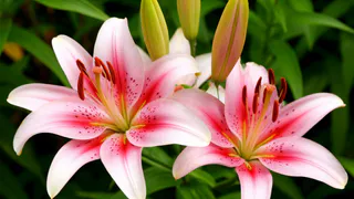 При появлении ростков лилиям – крайне необходимо: смешиваем 1 ложку с водой – и бутонов на 50 букетов 