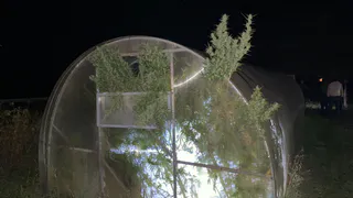 Целая теплица: в Сасовском районе задержали москвича, который выращивал марихуану