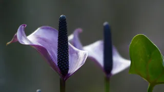 3 «нельзя» при пересадке спатифиллума: из-за них он не растёт, не цветёт и сушит кончики листьев