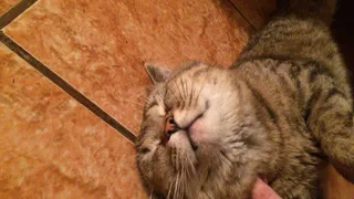 Как помочь домашнему питомцу пережить жару?