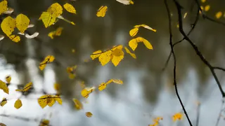 В Коми 17 октября местами пройдут дожди и мокрый снег