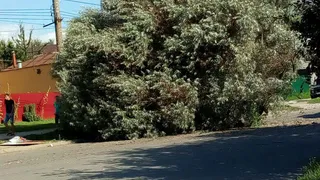 На Островского дерево рухнуло на проезжую часть