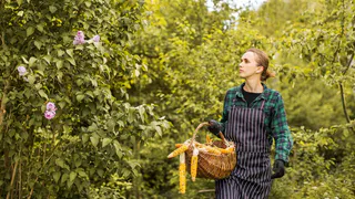 Этот ценный лесной дар теперь строго под запретом: россиянам запретили его собирать