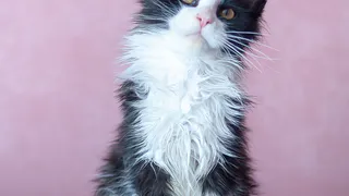 Горячие пушистики лета: Галстучек, Боня, Майли и другие участники конкурса Pro Города