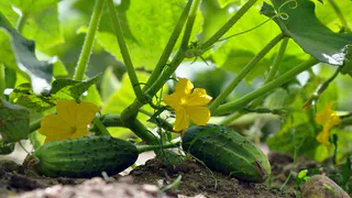 Не сорт, а сказка: этот раннеспелый огурец бодро вяжет плоды даже в Сибири— посадили и растёт 