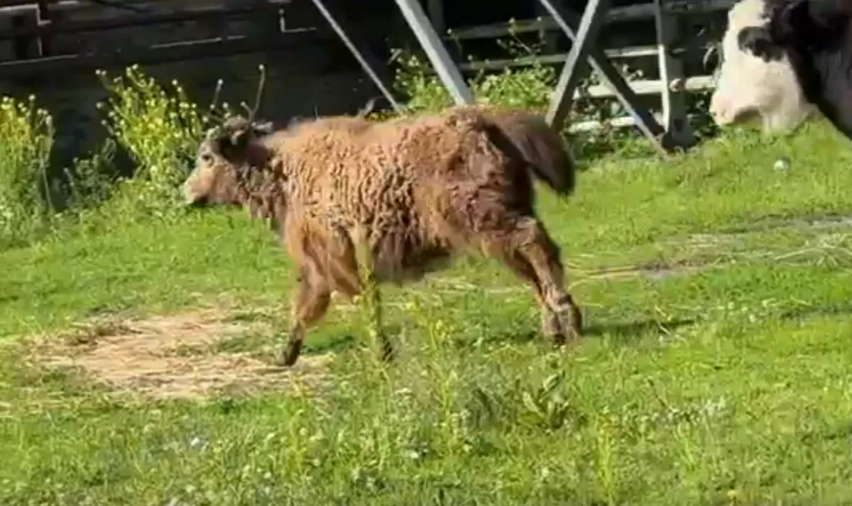 В Челябинском зоопарке поселилась кудрявая малышка-як  