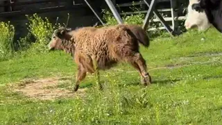 В Челябинском зоопарке поселилась кудрявая малышка-як