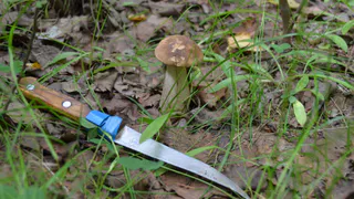 В Рязанской области сотрудники МЧС нашли семерых пропавших грибников