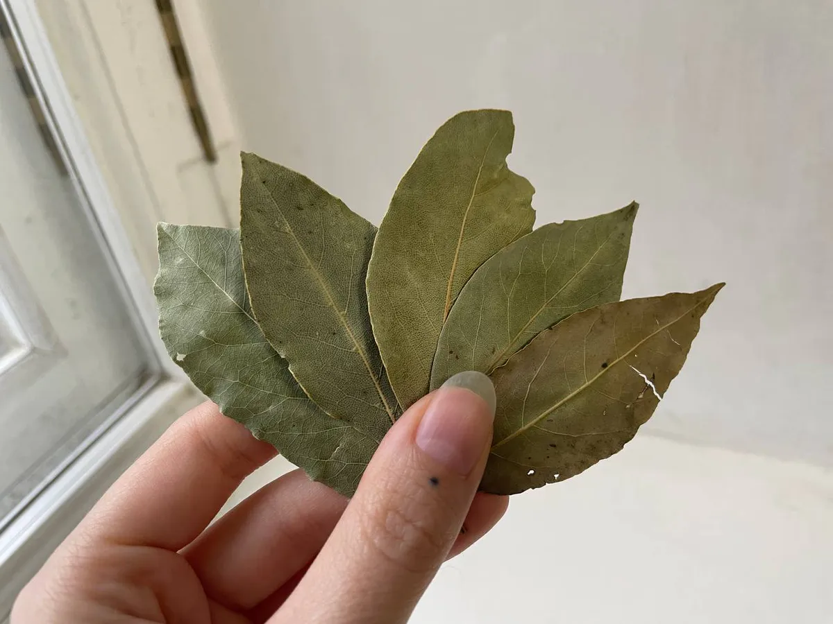 Лавровый лист всегда держу в кошельке — и всем советую: вот как это действует — странно, но работает