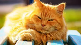 Жителей Брянской области 30 августа ожидает температура до +29 градусов