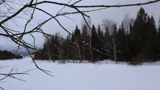 Из-за аномально теплой зимы в Челябинской области распустилась верба в конце января